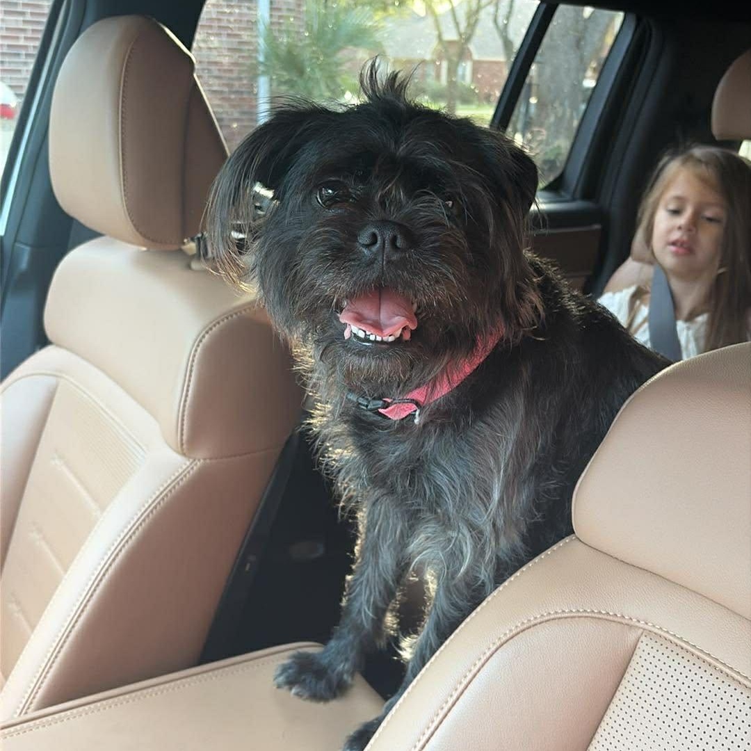 Enlarge Rumi! Sweet and cuddly! , an adoption pending mixed breed in Cambridge, MA image 3/6