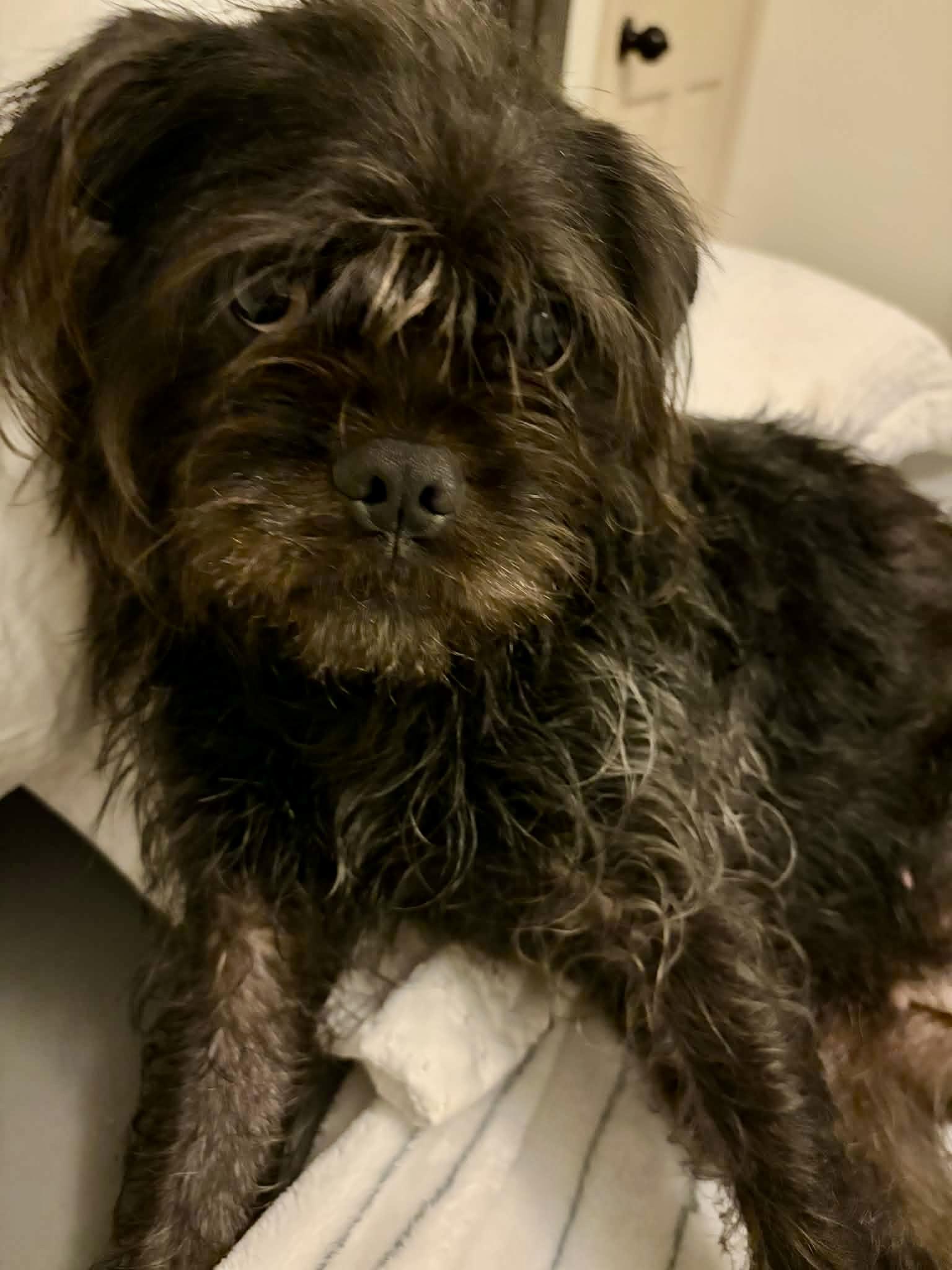 Enlarge Rumi! Sweet and cuddly! , an adoption pending mixed breed in Cambridge, MA image 2/6