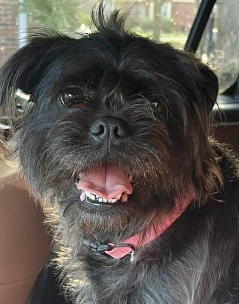 Enlarge Rumi! Sweet and cuddly! , an adoption pending mixed breed in Cambridge, MA image 1/6