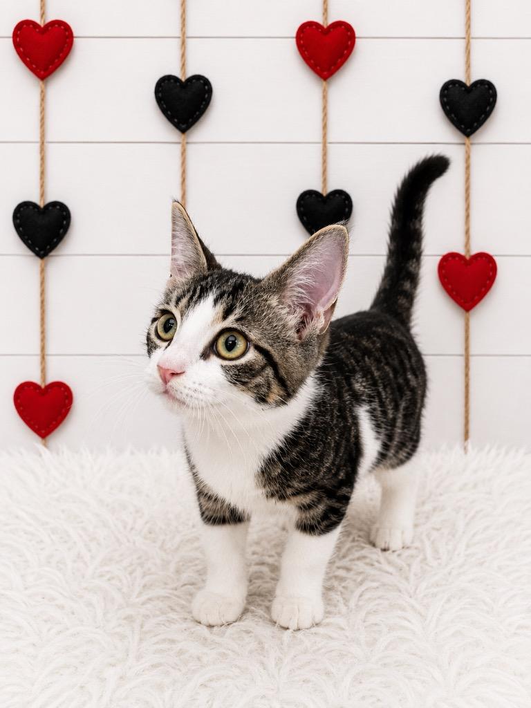 Klaus, Adopted, Kitten Male Domestic Short Hair.