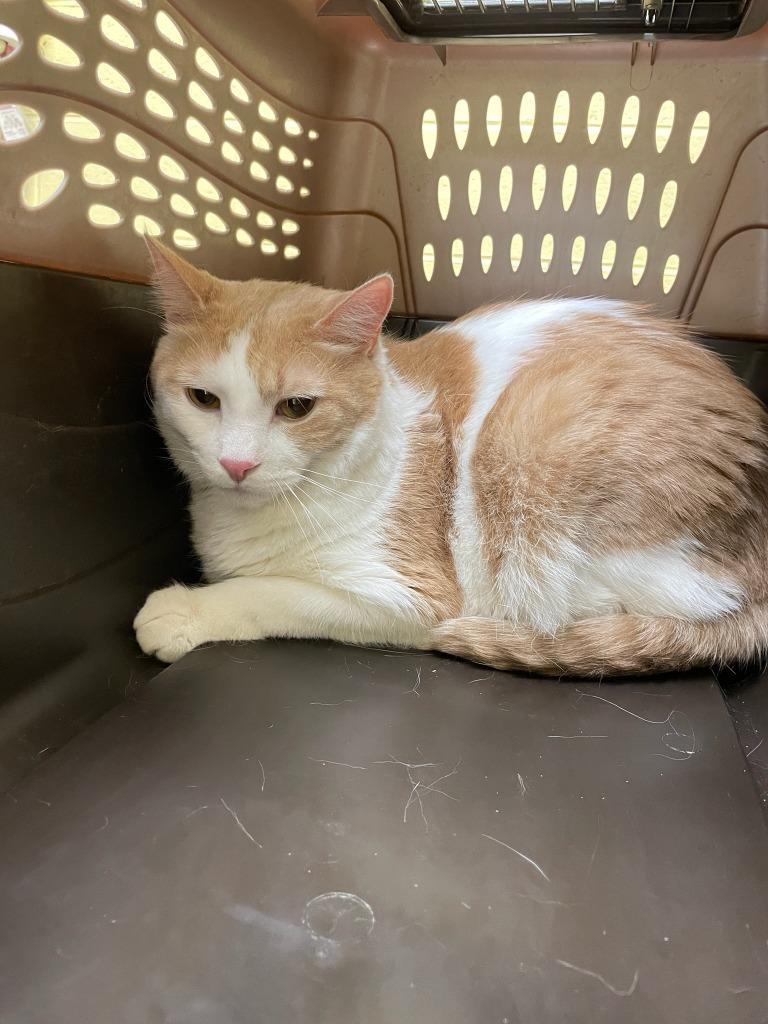 Enlarge charlie, a Adopted mixed breed in Crossville, TN image 1/1