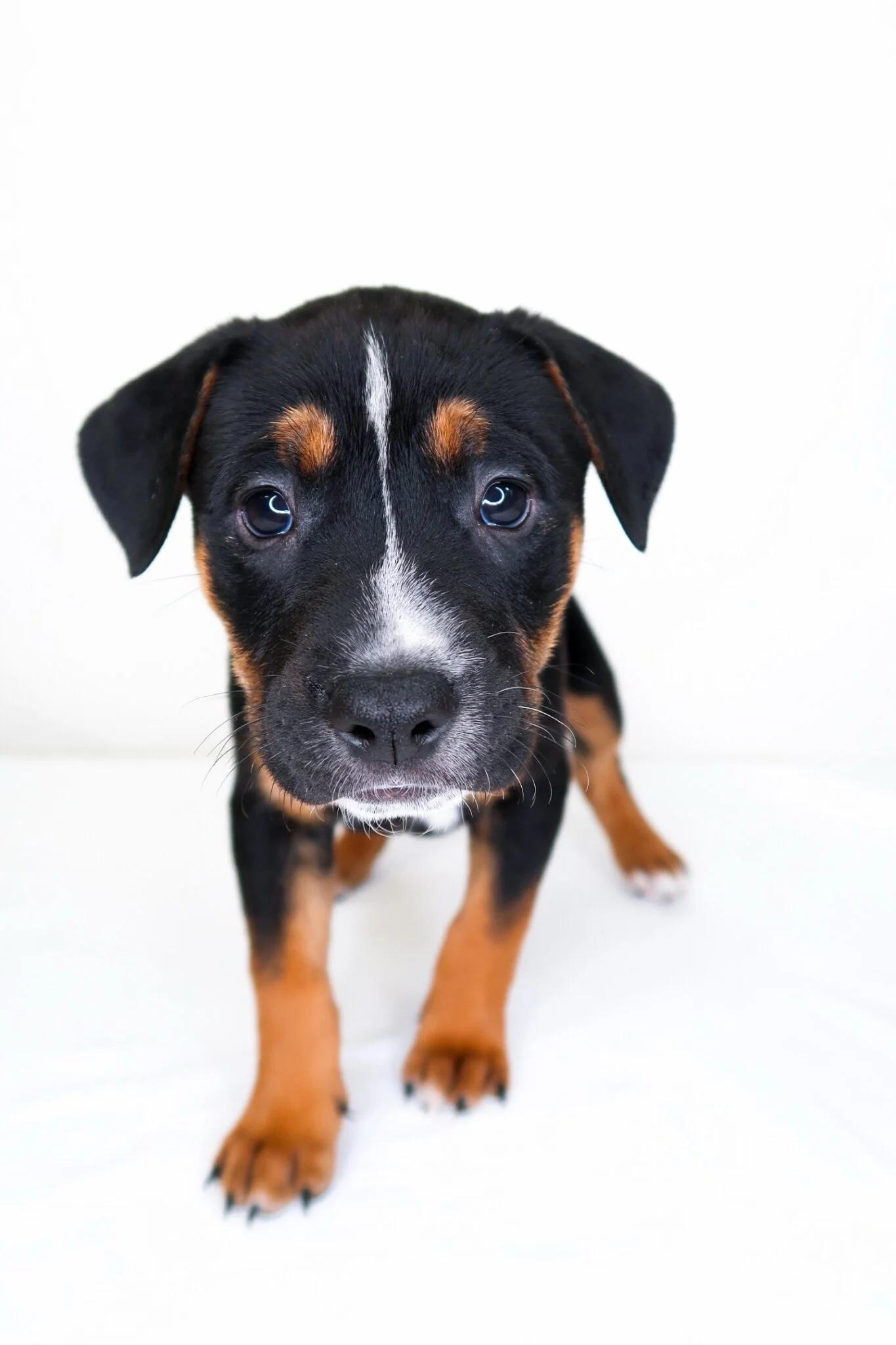 Kiwi, an adoptable mixed breed in Bixby, OK image 2/5