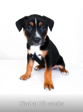 Kiwi, an adoptable mixed breed in Bixby, OK image 6/6