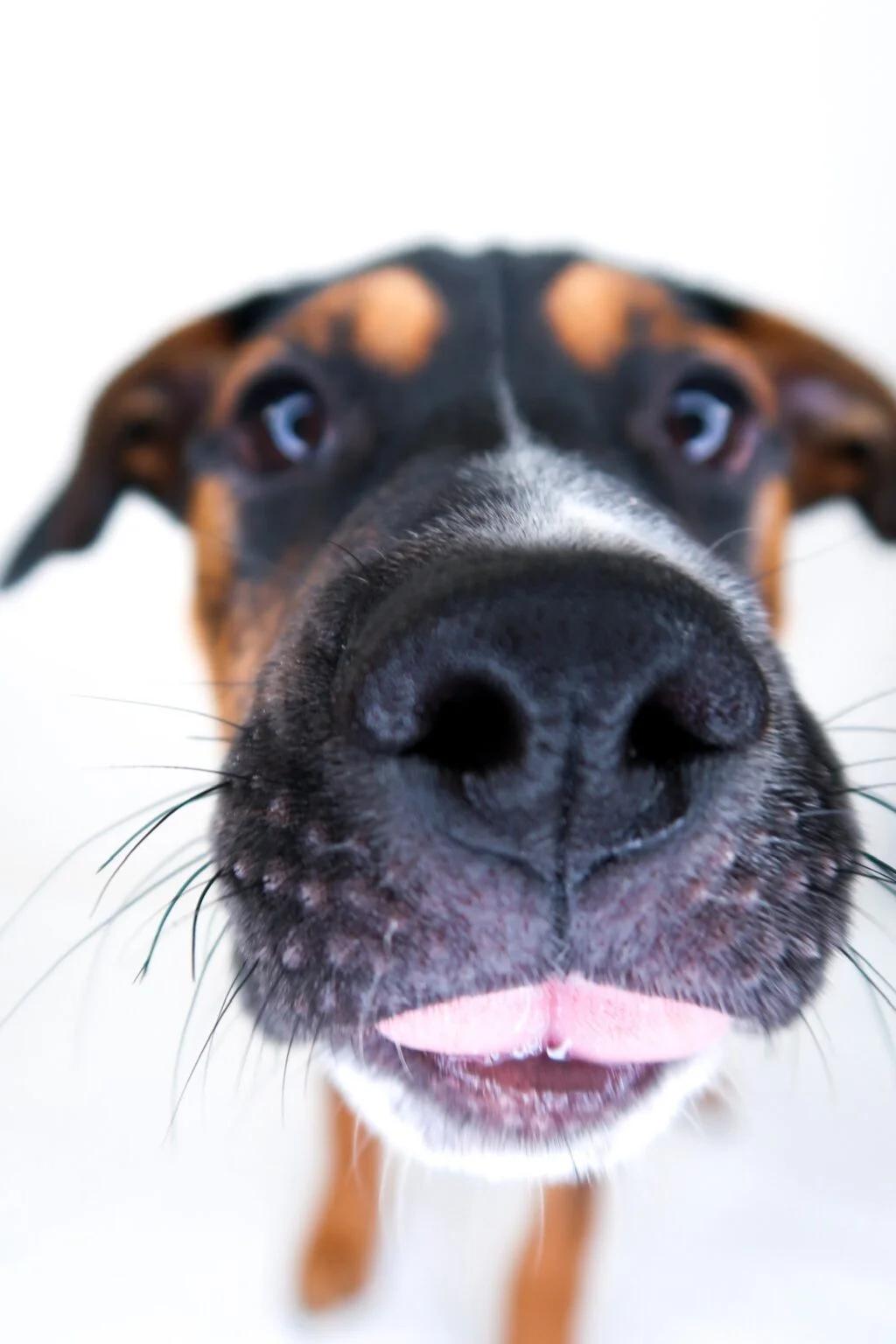 Kiwi, an adoptable mixed breed in Bixby, OK image 3/6