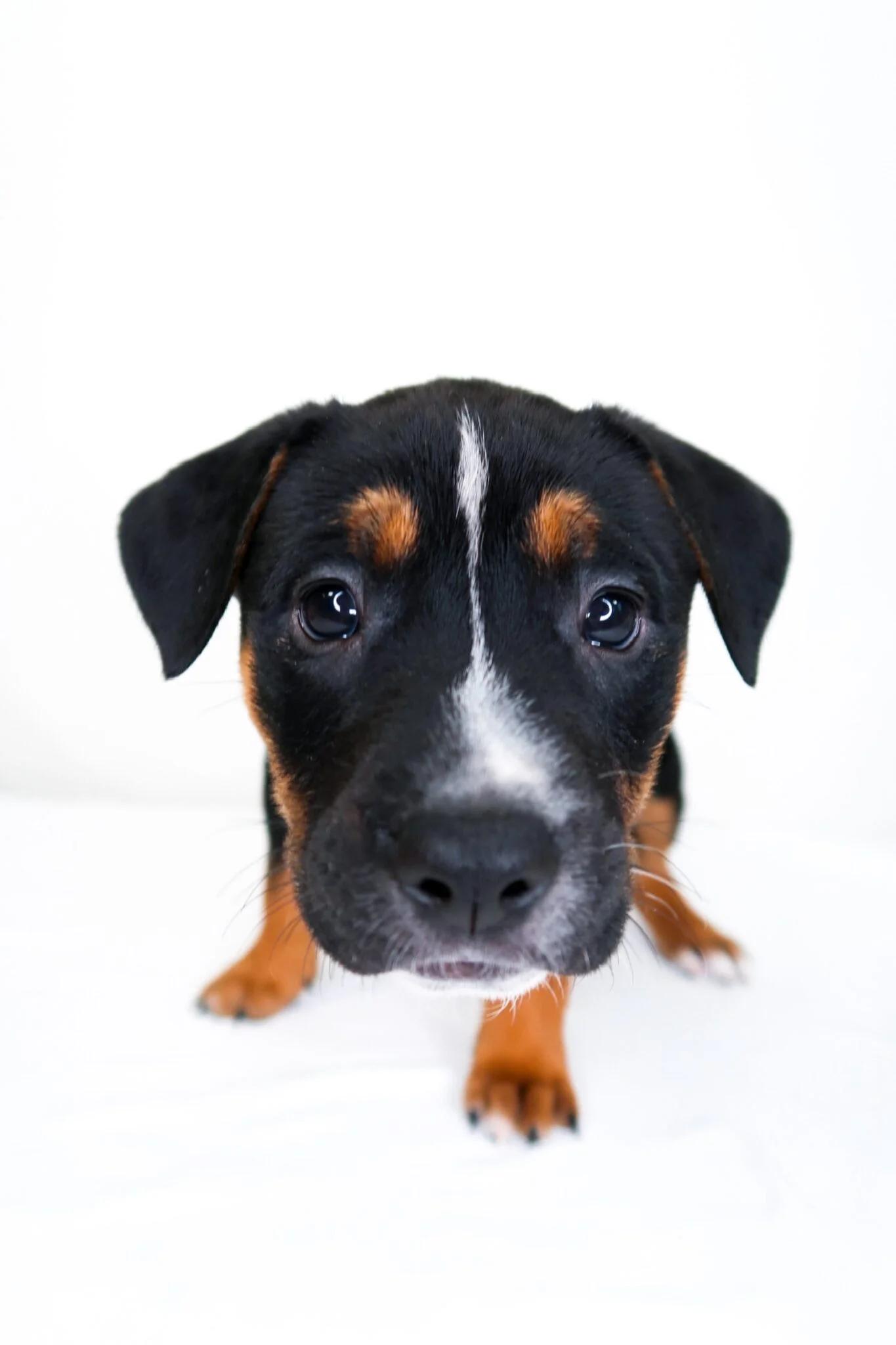Kiwi, an adoptable mixed breed in Bixby, OK image 4/5