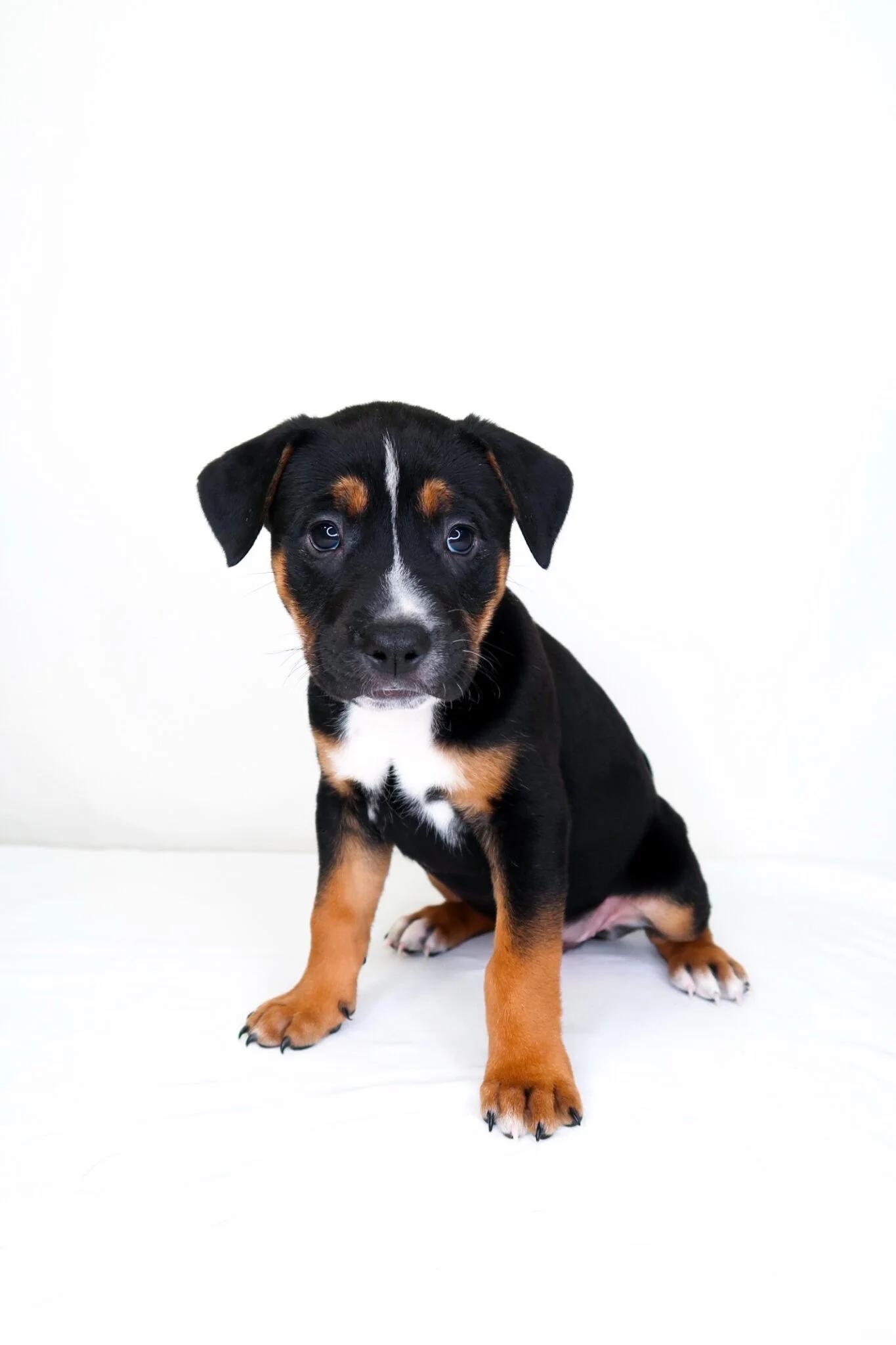 Kiwi, adoptable, Puppy Female Pit Bull Terrier.