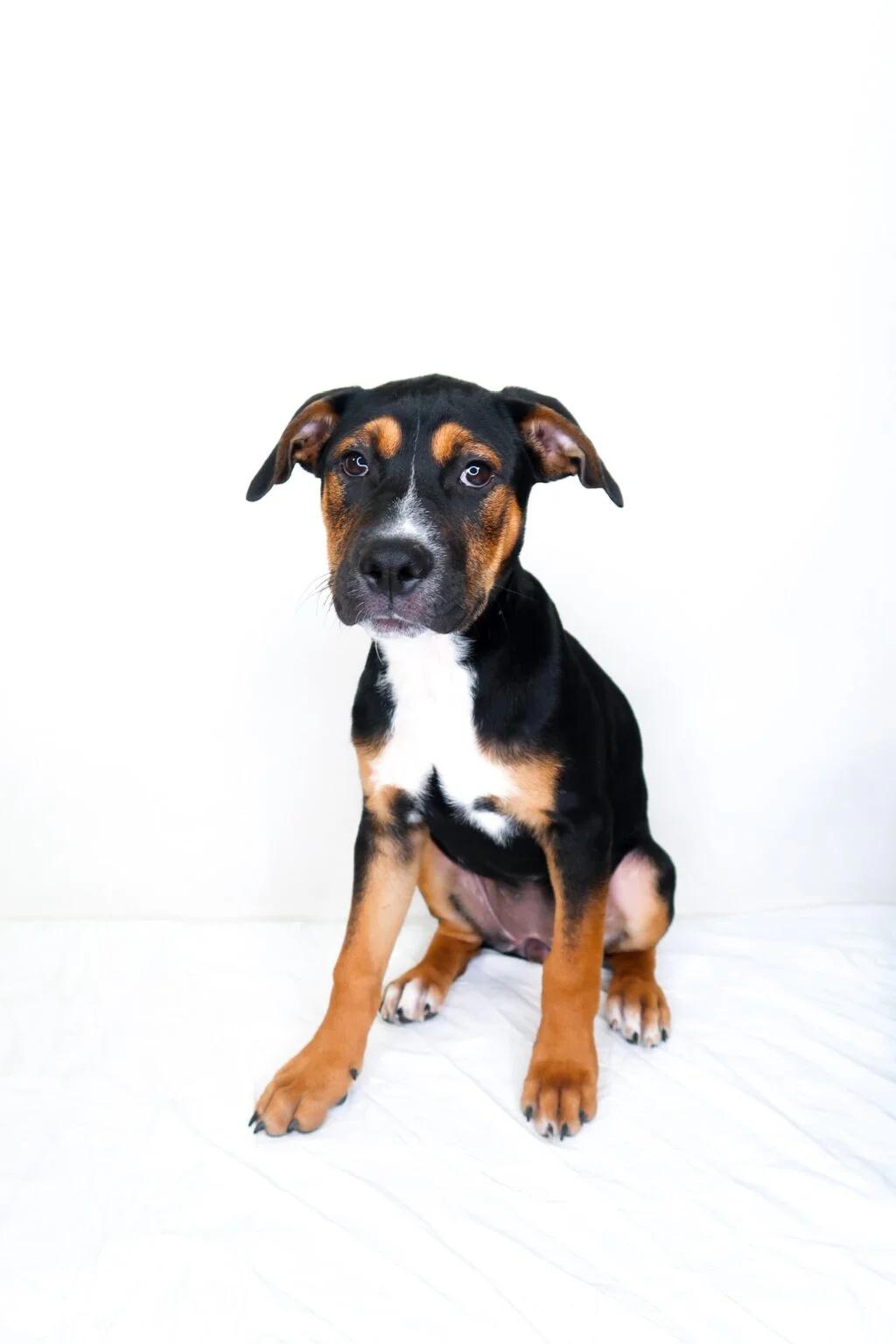 Kiwi, an adoptable mixed breed in Bixby, OK image 2/6