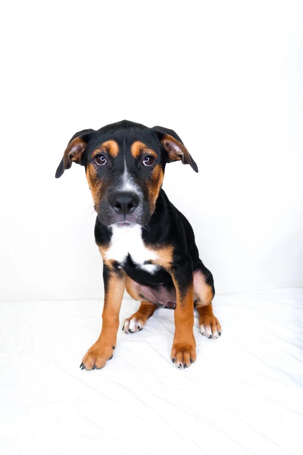Kiwi, an adoptable mixed breed in Bixby, OK image 1/6