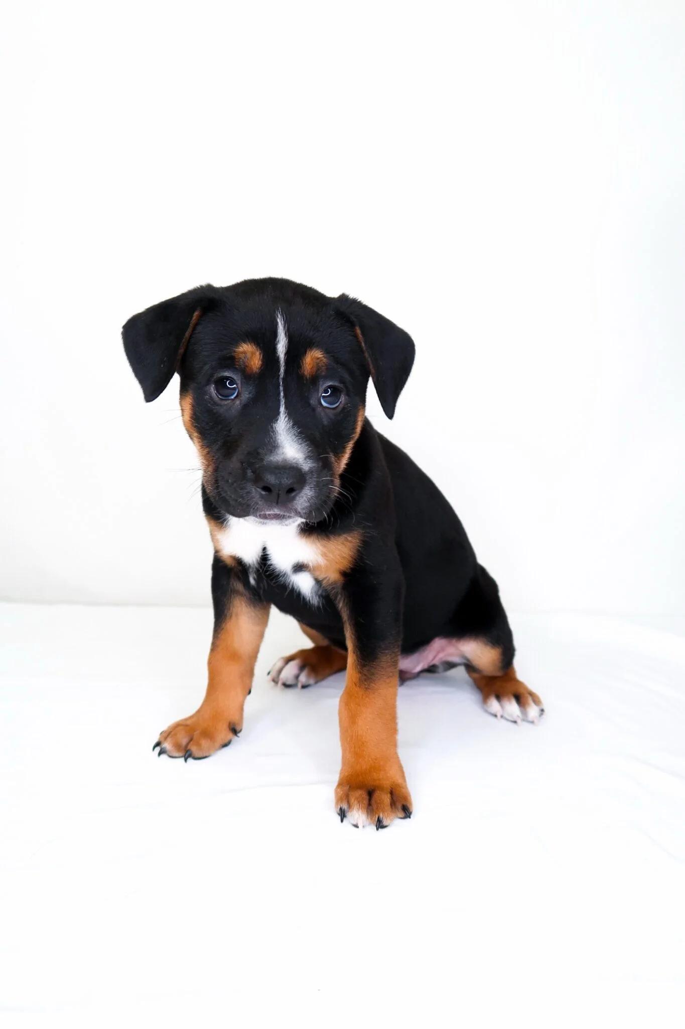 Kiwi, an adoptable mixed breed in Bixby, OK image 3/5