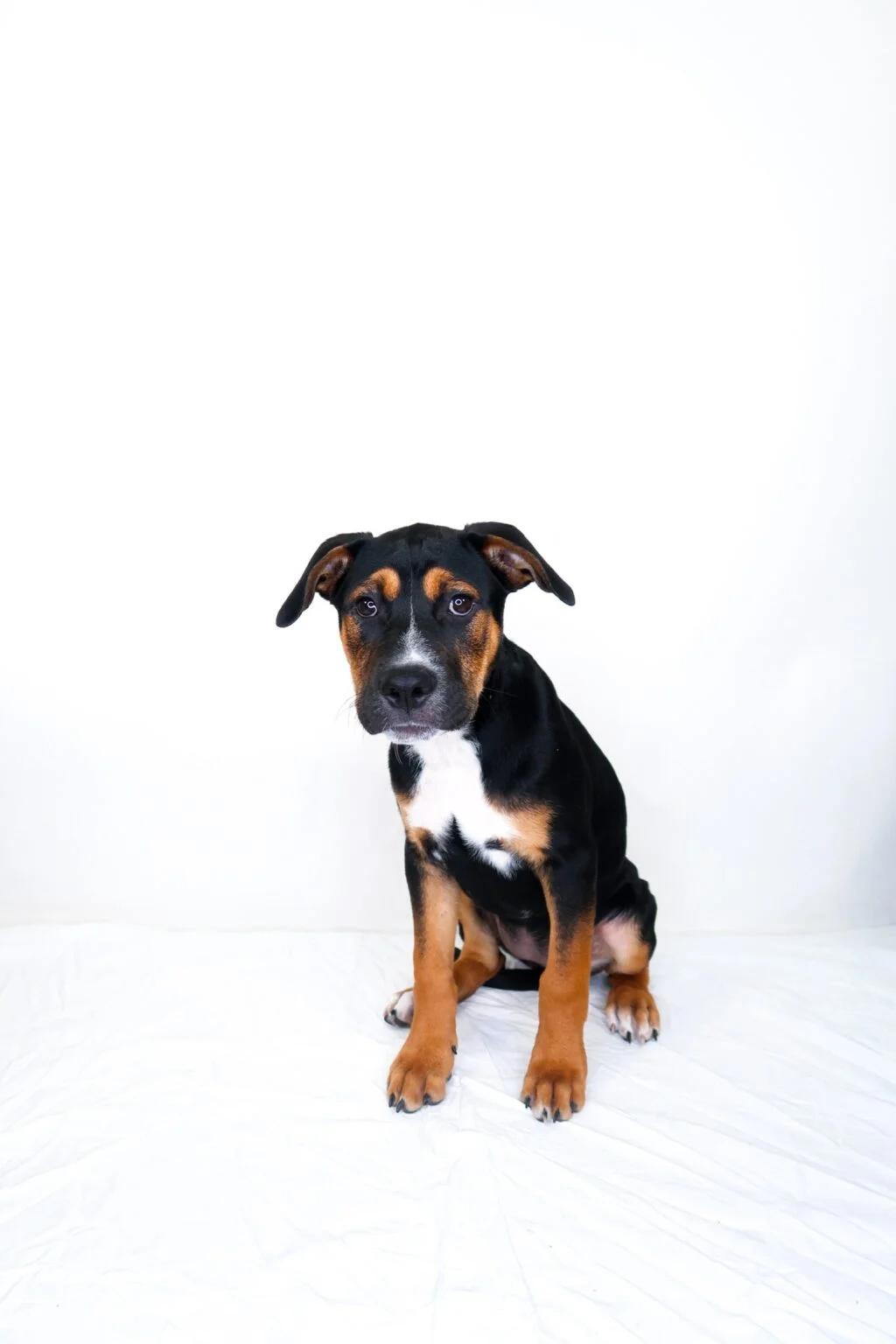 Kiwi, an adoptable mixed breed in Bixby, OK image 5/6