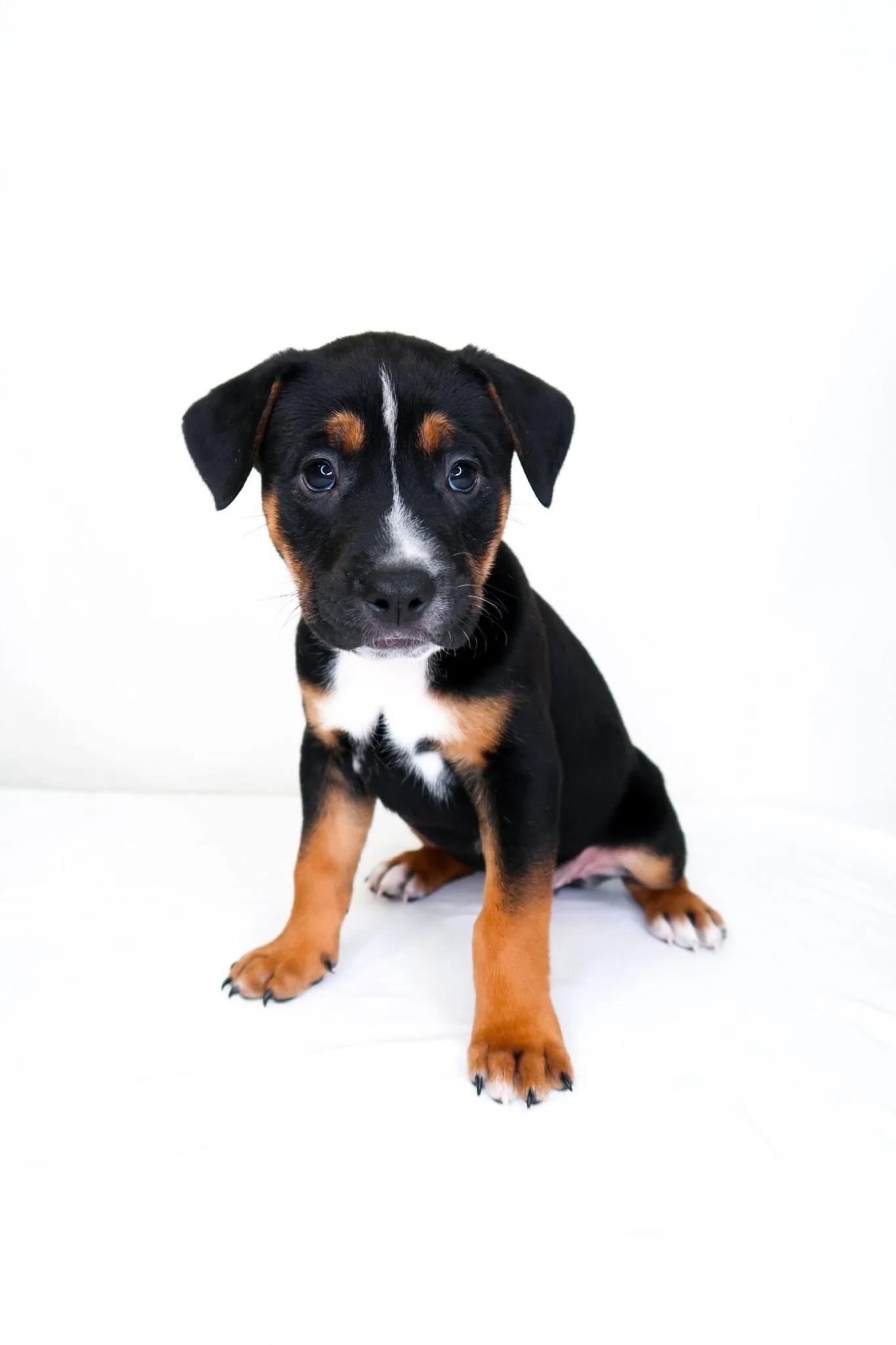 Kiwi, an adoptable mixed breed in Bixby, OK image 5/5