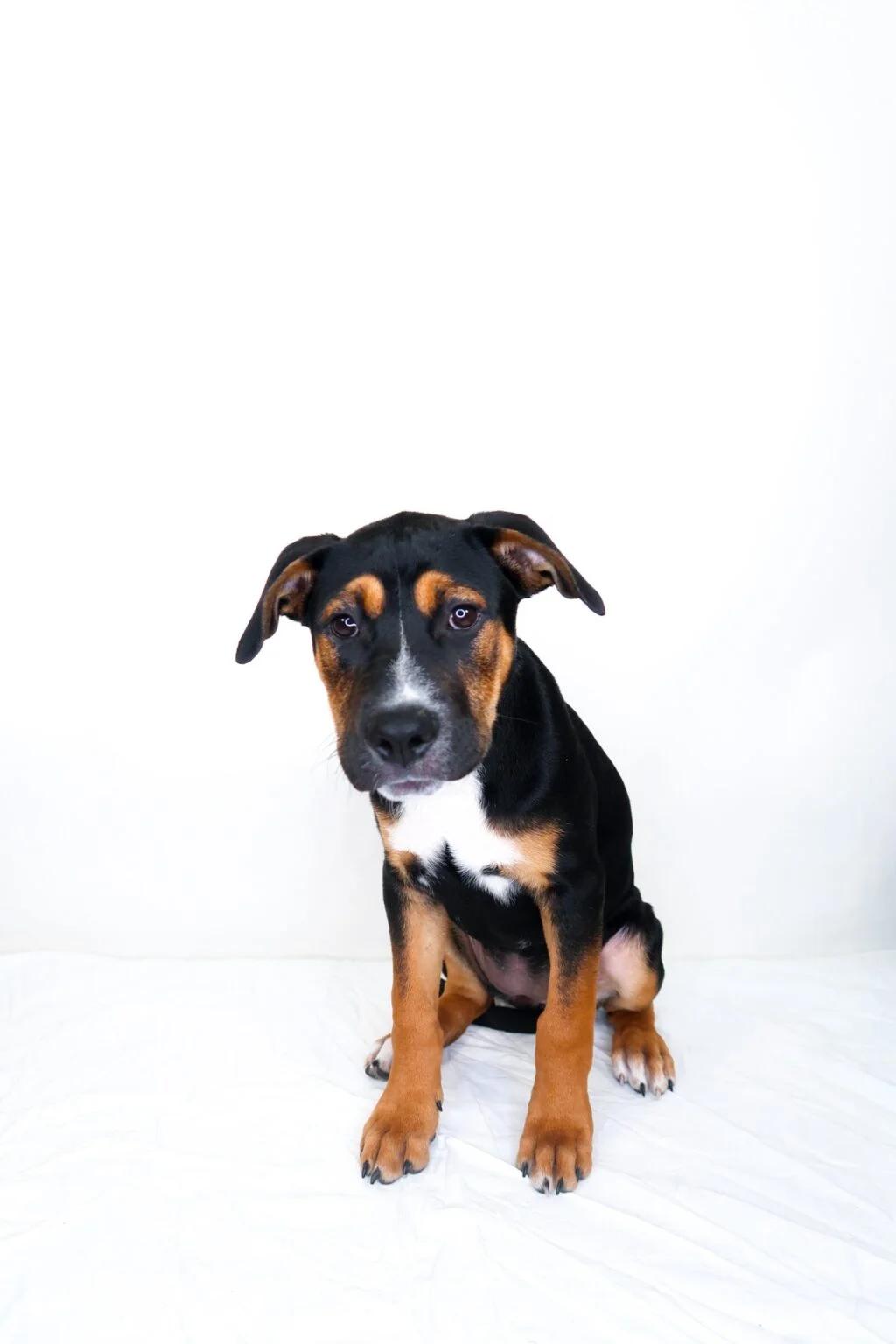 Kiwi, an adoptable mixed breed in Bixby, OK image 4/6