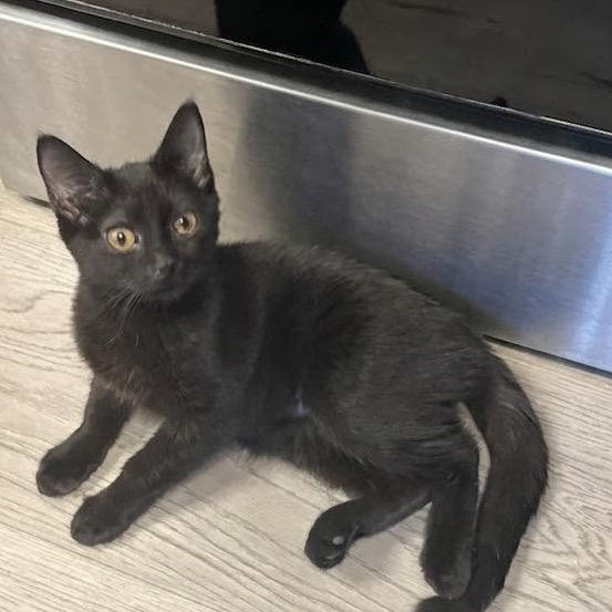 Enlarge Topanga, a Adoptable Domestic Short Hair in Greenfield, IN image 1/2