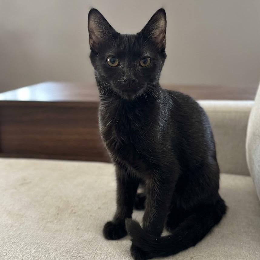 Enlarge Topanga, a Adoptable Domestic Short Hair in Greenfield, IN image 2/2