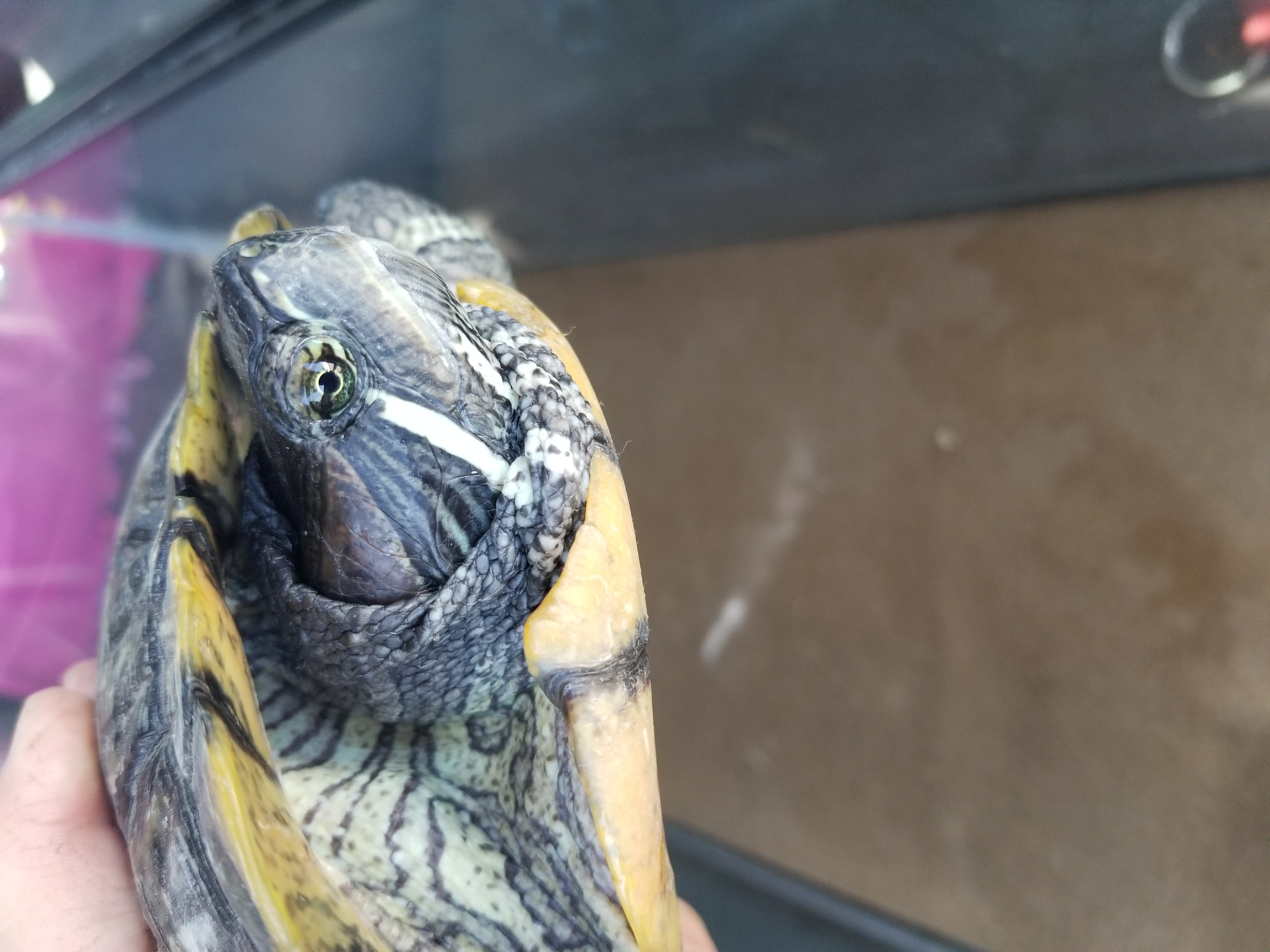 Turtle 23-24