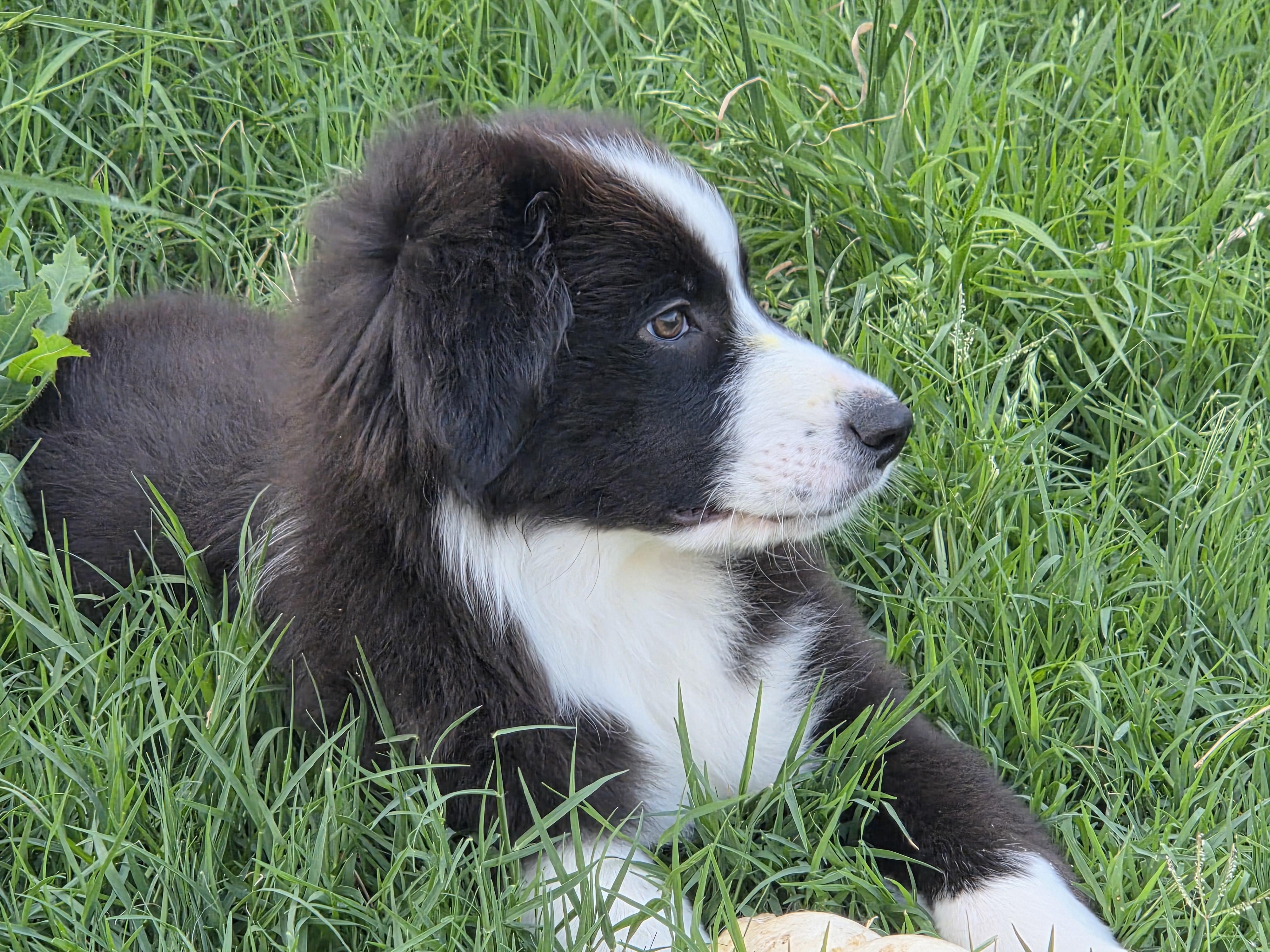 Enlarge Riot, an adopted mixed breed in Weatherford, TX image 5/5