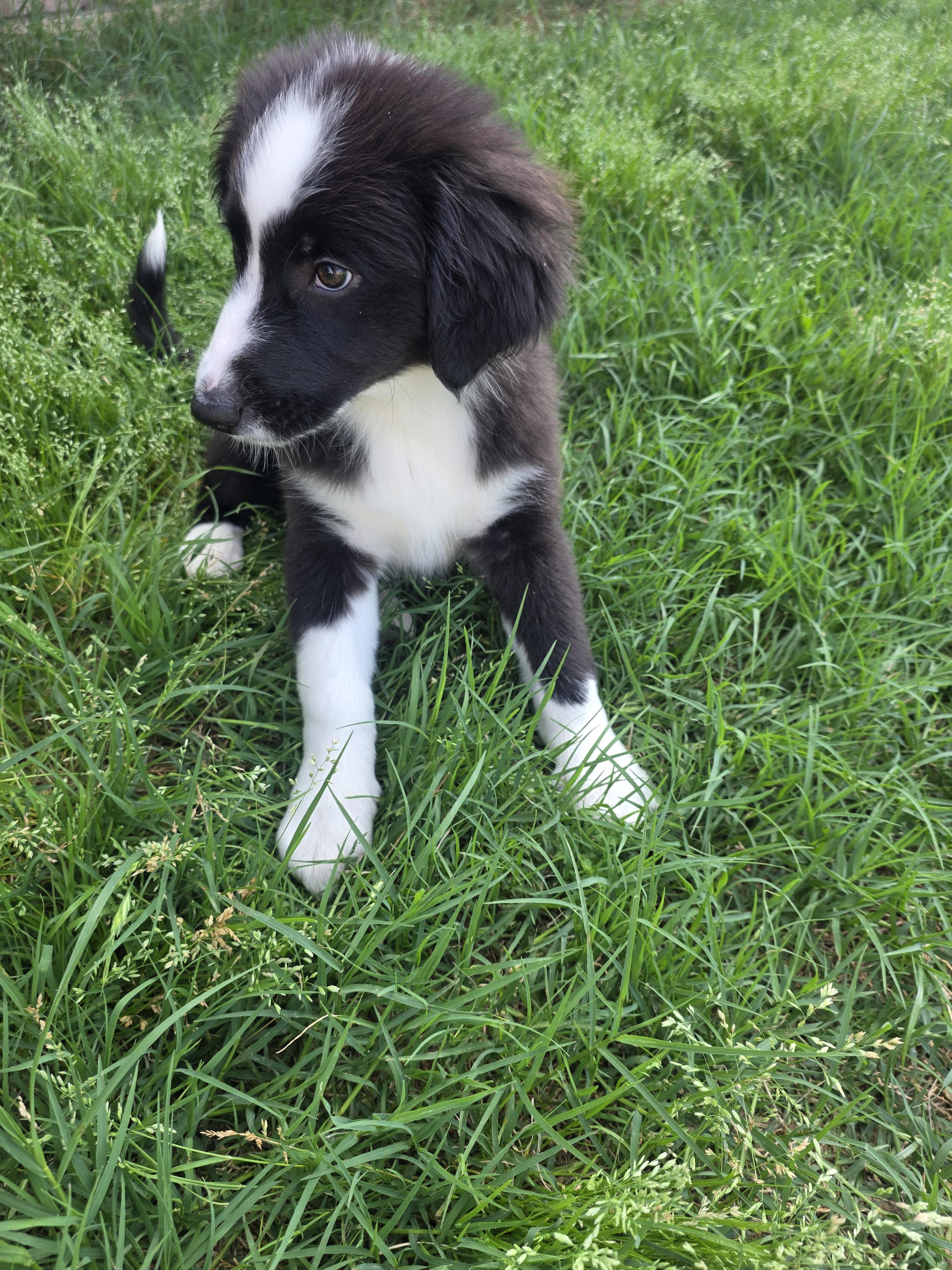 Enlarge Riot, an adopted mixed breed in Weatherford, TX image 4/5