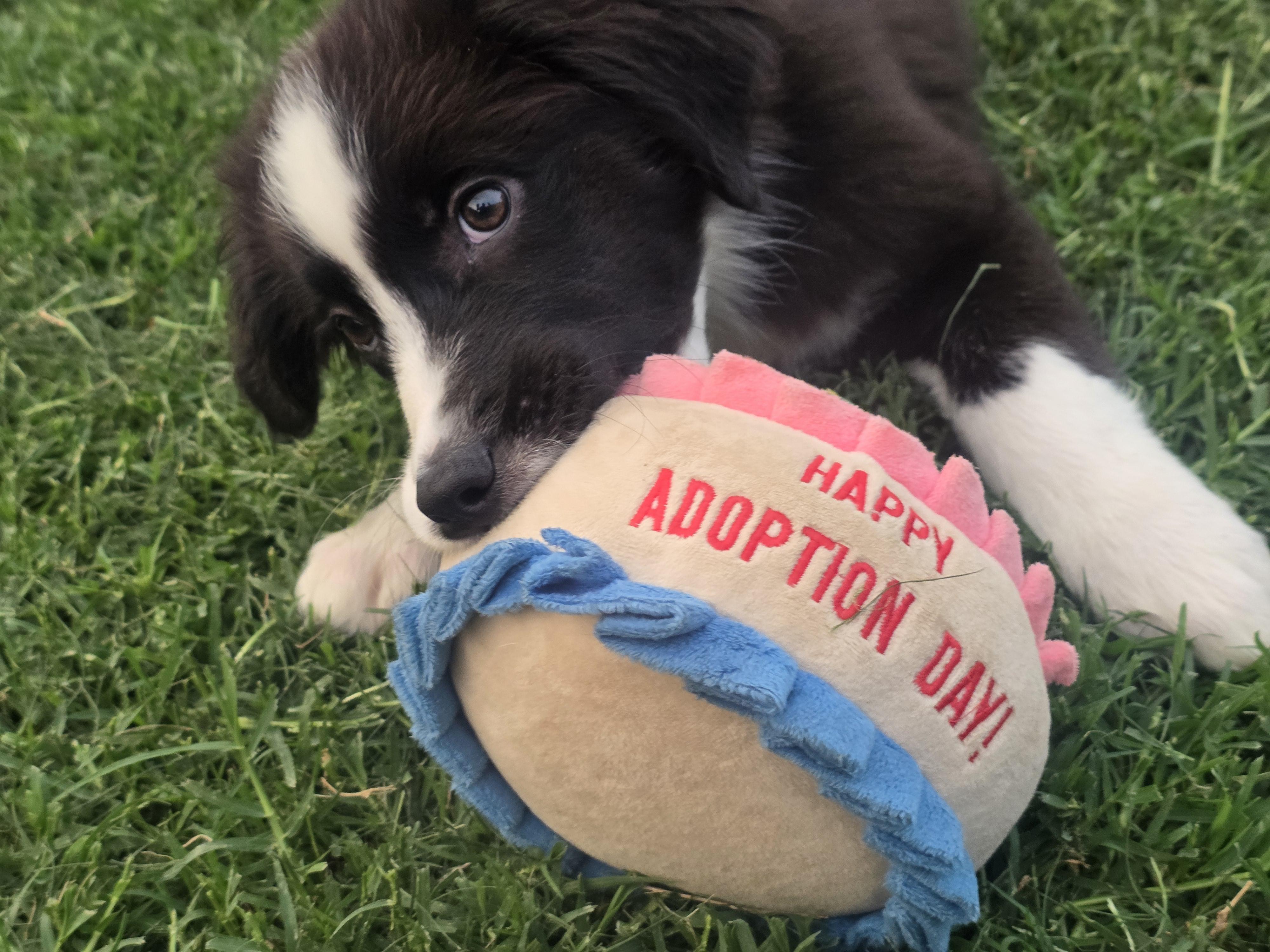 Riot, adopted, Puppy Female Border Collie.