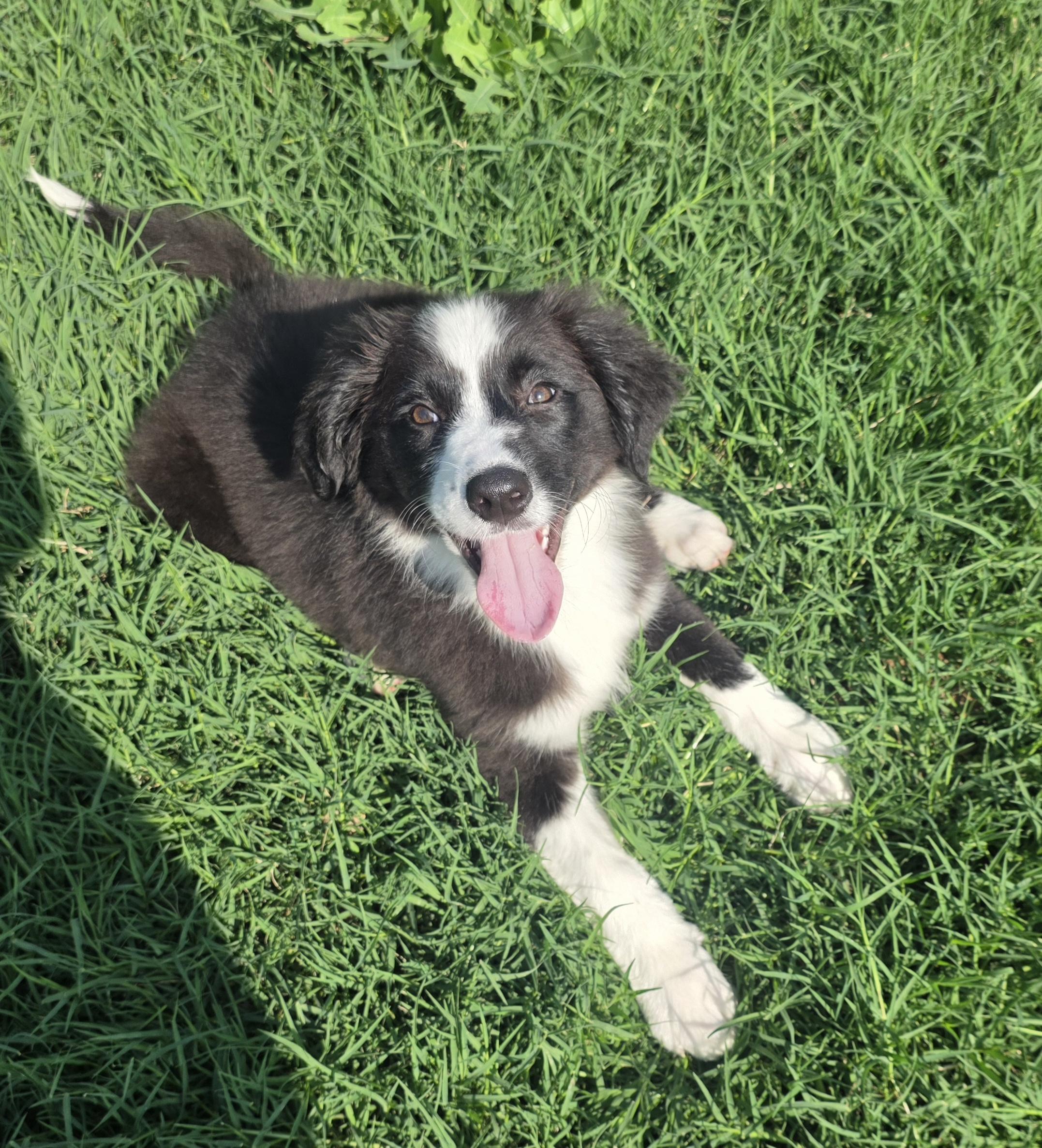 Enlarge Riot, an adopted mixed breed in Weatherford, TX image 3/5
