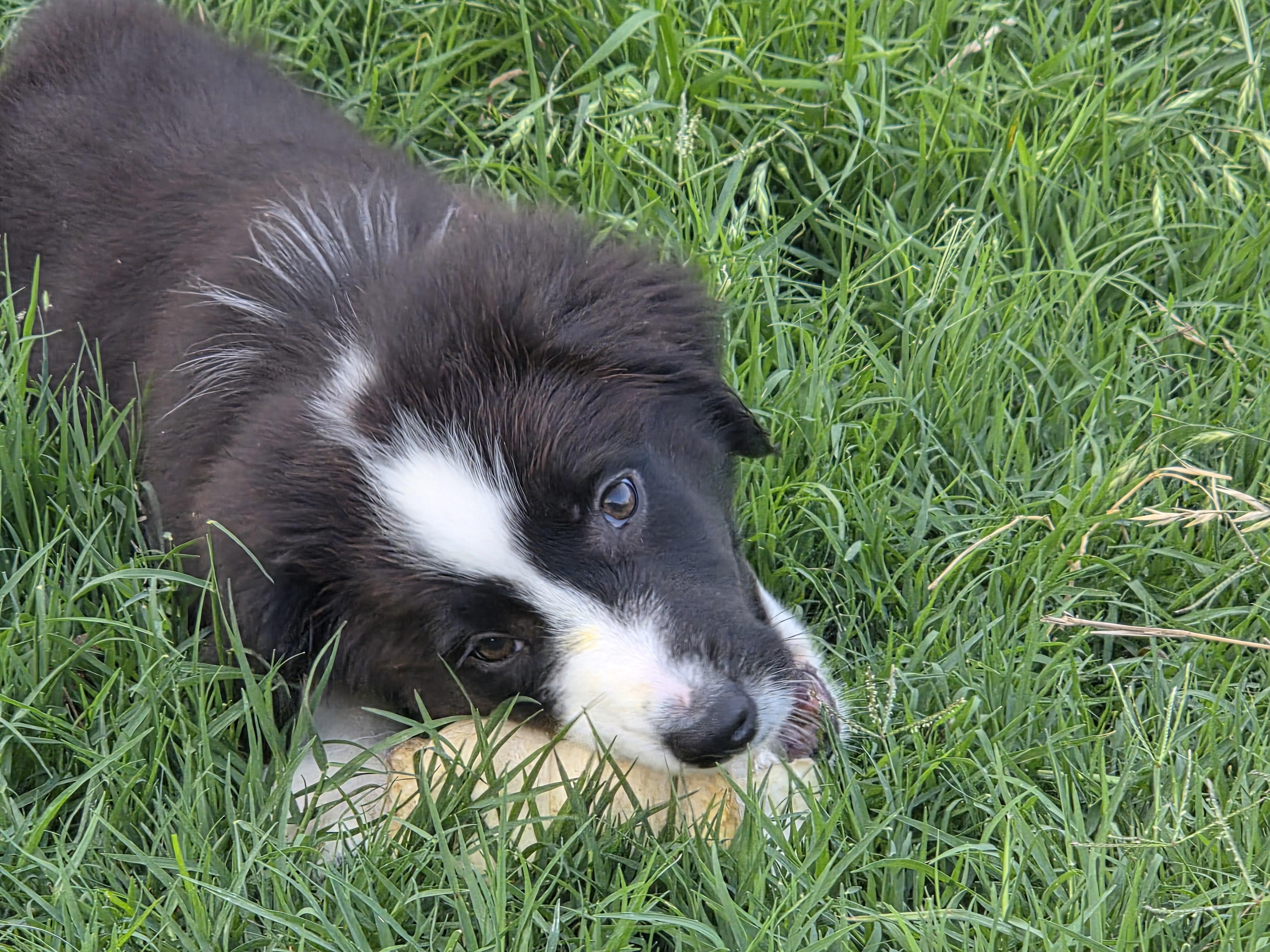 Enlarge Riot, an adopted mixed breed in Weatherford, TX image 2/5