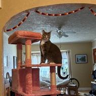 Apollo, Adoptable, Senior Male Domestic Short Hair.