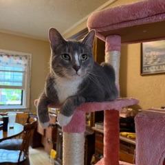 Apollo, a Adoptable Domestic Short Hair in Middleton, WI image 2/3