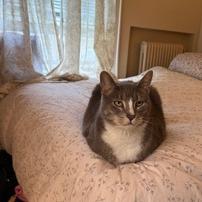 Apollo, a Adoptable Domestic Short Hair in Middleton, WI image 3/3