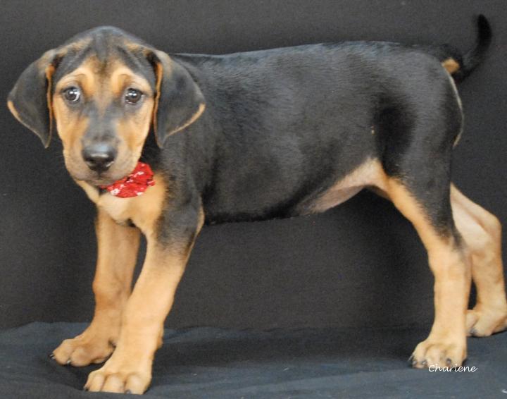 Enlarge Brioche, a Adoptable mixed breed in Newland, NC image 2/2