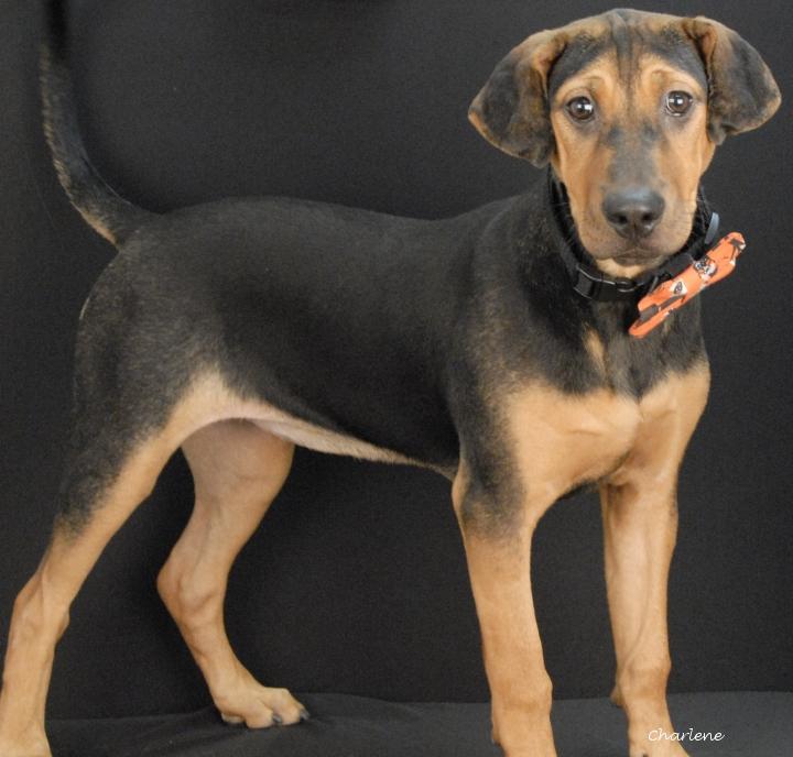 Enlarge Brioche, a Adoptable mixed breed in Newland, NC image 1/3