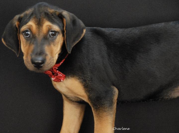 Enlarge Brioche, a Adoptable mixed breed in Newland, NC image 1/2