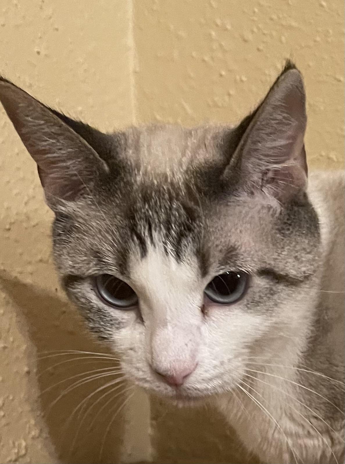 Princess Nala, ADOPTABLE, Adult Female Siamese.