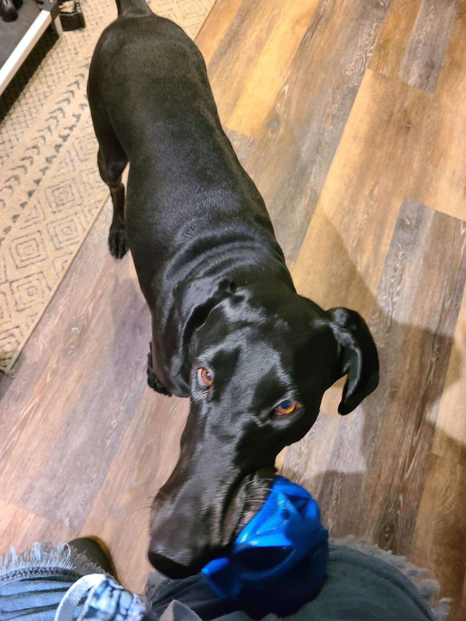 Enlarge Sugar, a Adoptable Doberman Pinscher in Minneapolis, MN image 1/3
