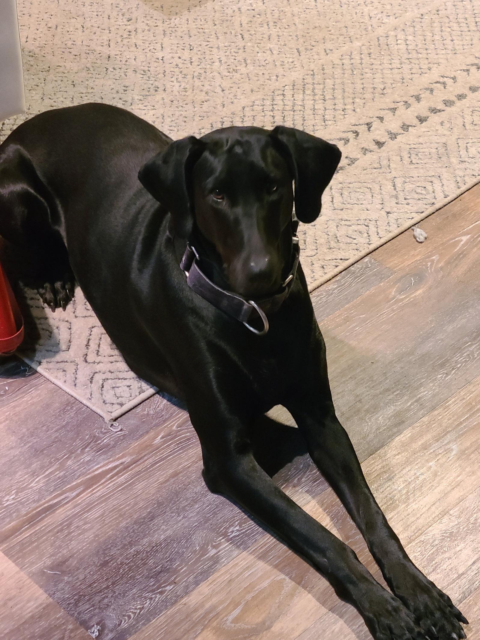 Enlarge Sugar, a Adoptable Doberman Pinscher in Minneapolis, MN image 2/3