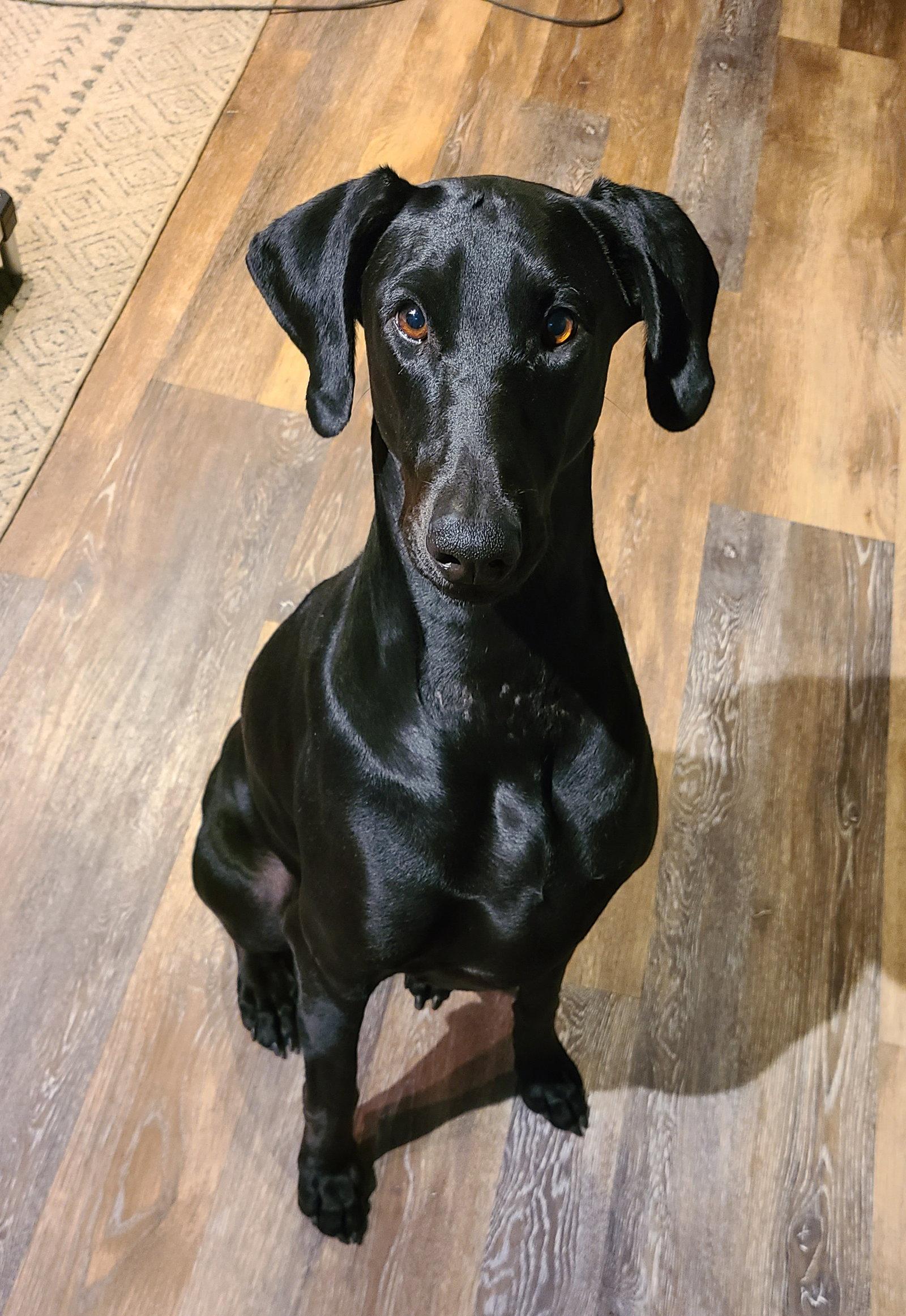 Enlarge Sugar, a Adoptable Doberman Pinscher in Minneapolis, MN image 3/3