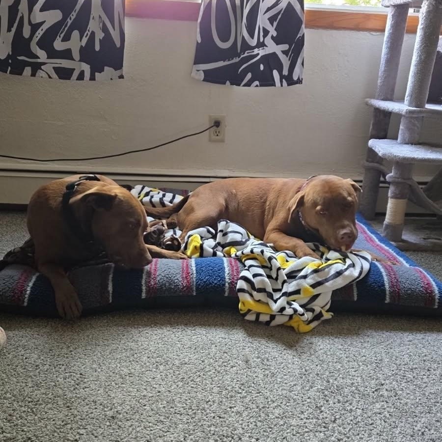 Mars *BONDED W/ MERCURY, an adoptable Chocolate Labrador Retriever in Jamestown, ND, 58402 | Photo Image 3