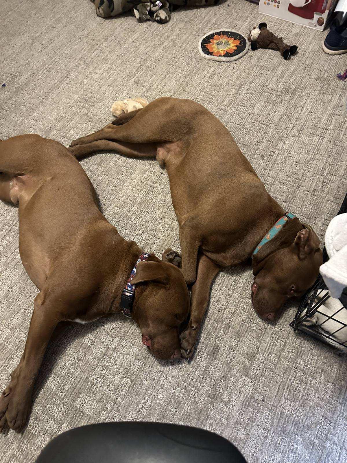 Mars *BONDED W/ MERCURY, an adoptable Chocolate Labrador Retriever in Jamestown, ND, 58402 | Photo Image 4