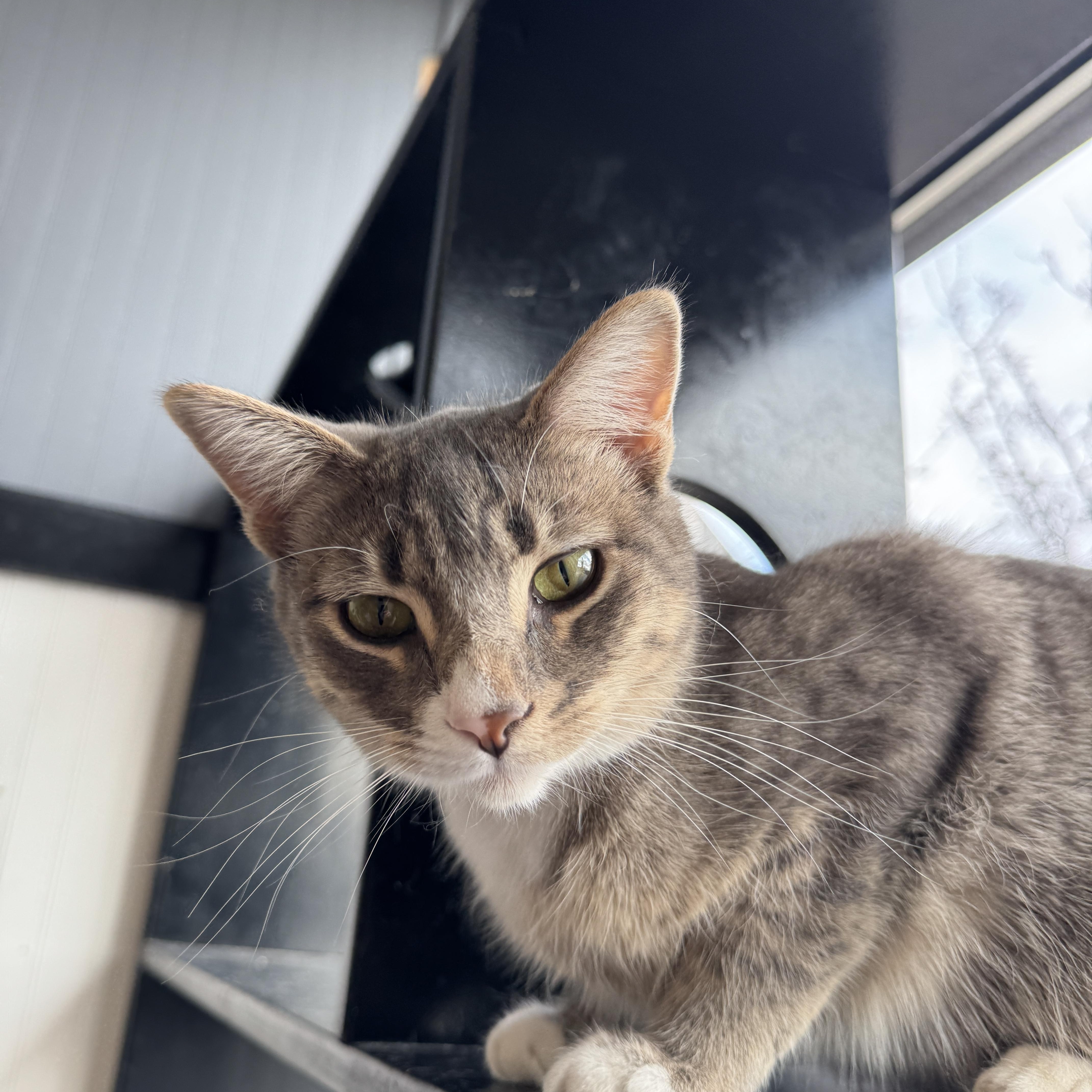 Figi (ESA), adoptable, Adult Female Domestic Short Hair.