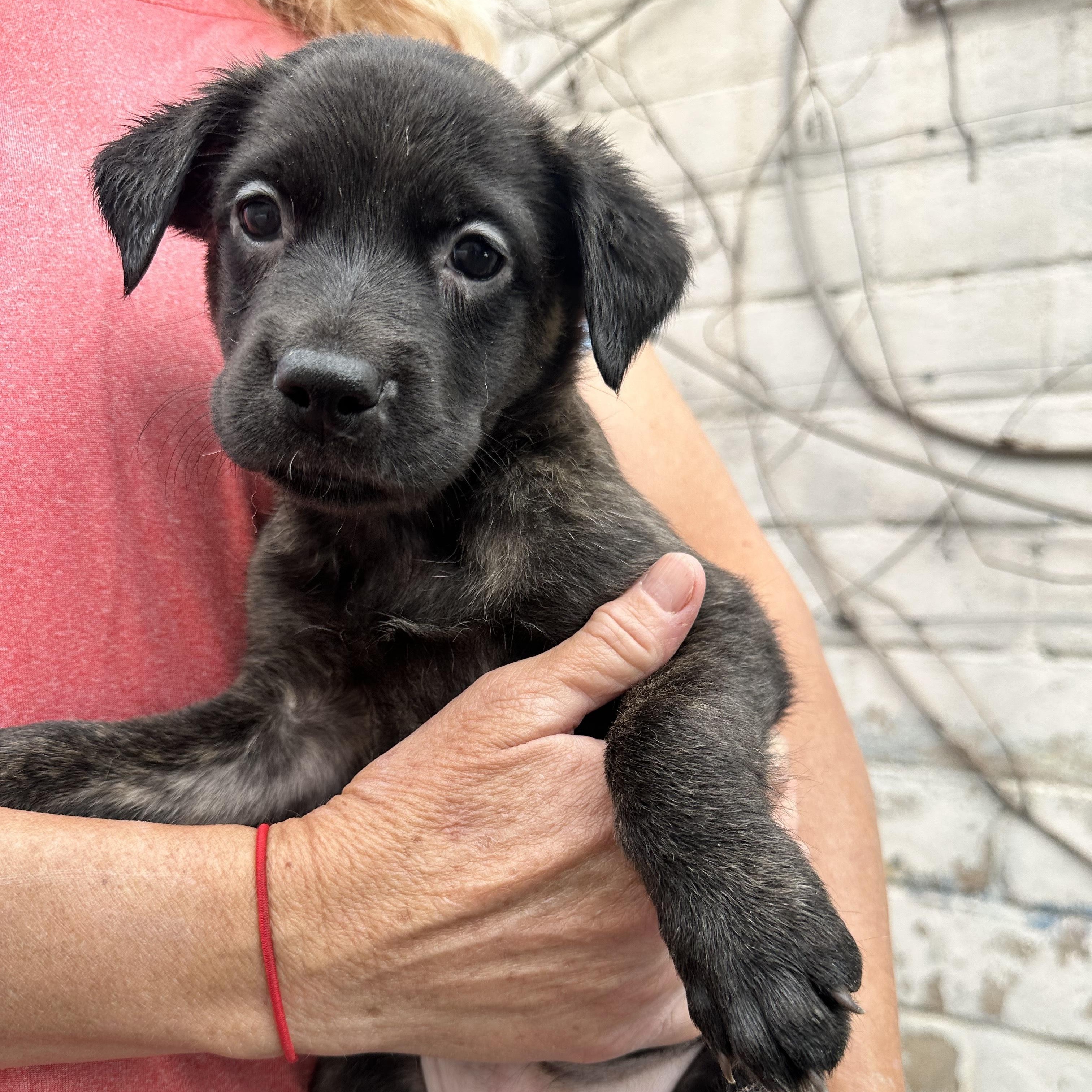 Edith, ADOPTABLE, Puppy Female Pit Bull Terrier.