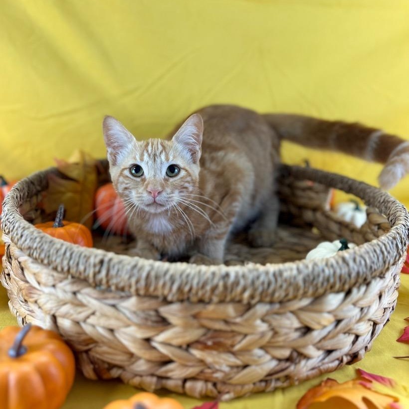 Cider and Flannel, a Adoptable Domestic Short Hair in New York, NY image 3/5