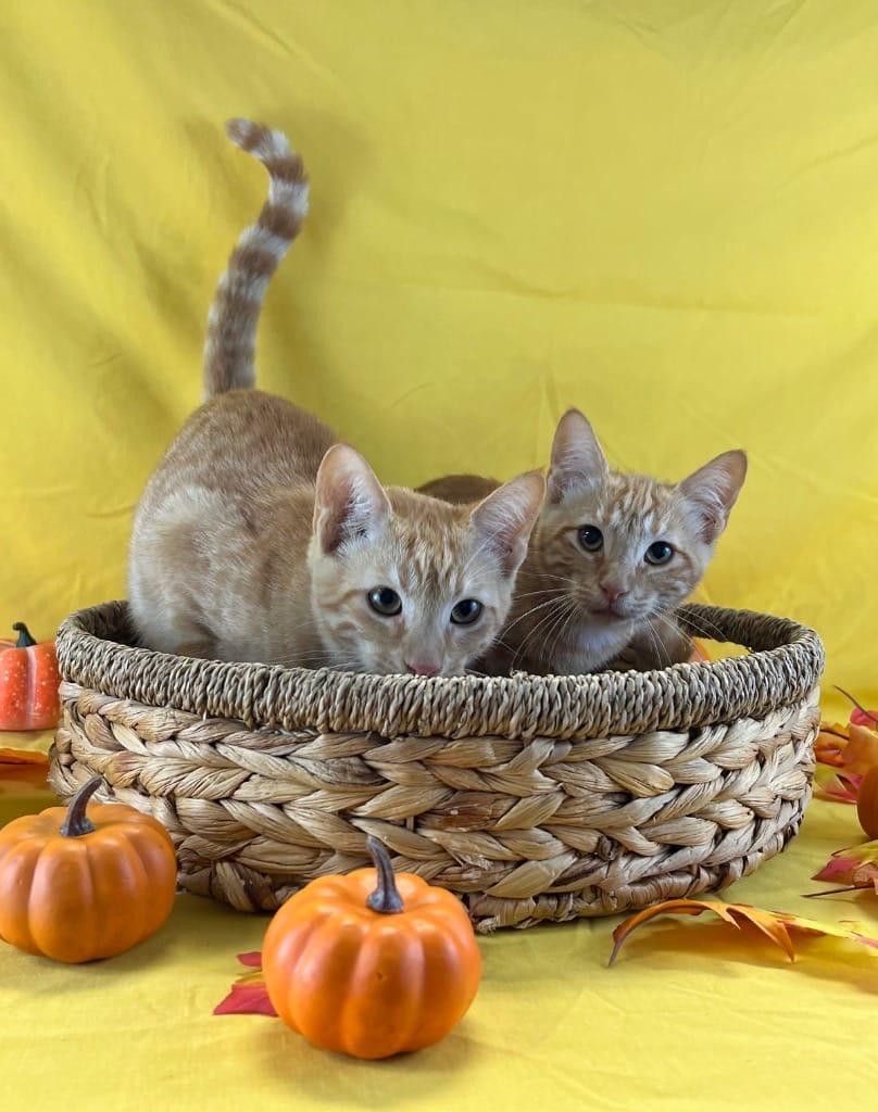 Cider and Flannel, a Adoptable Domestic Short Hair in New York, NY image 5/5