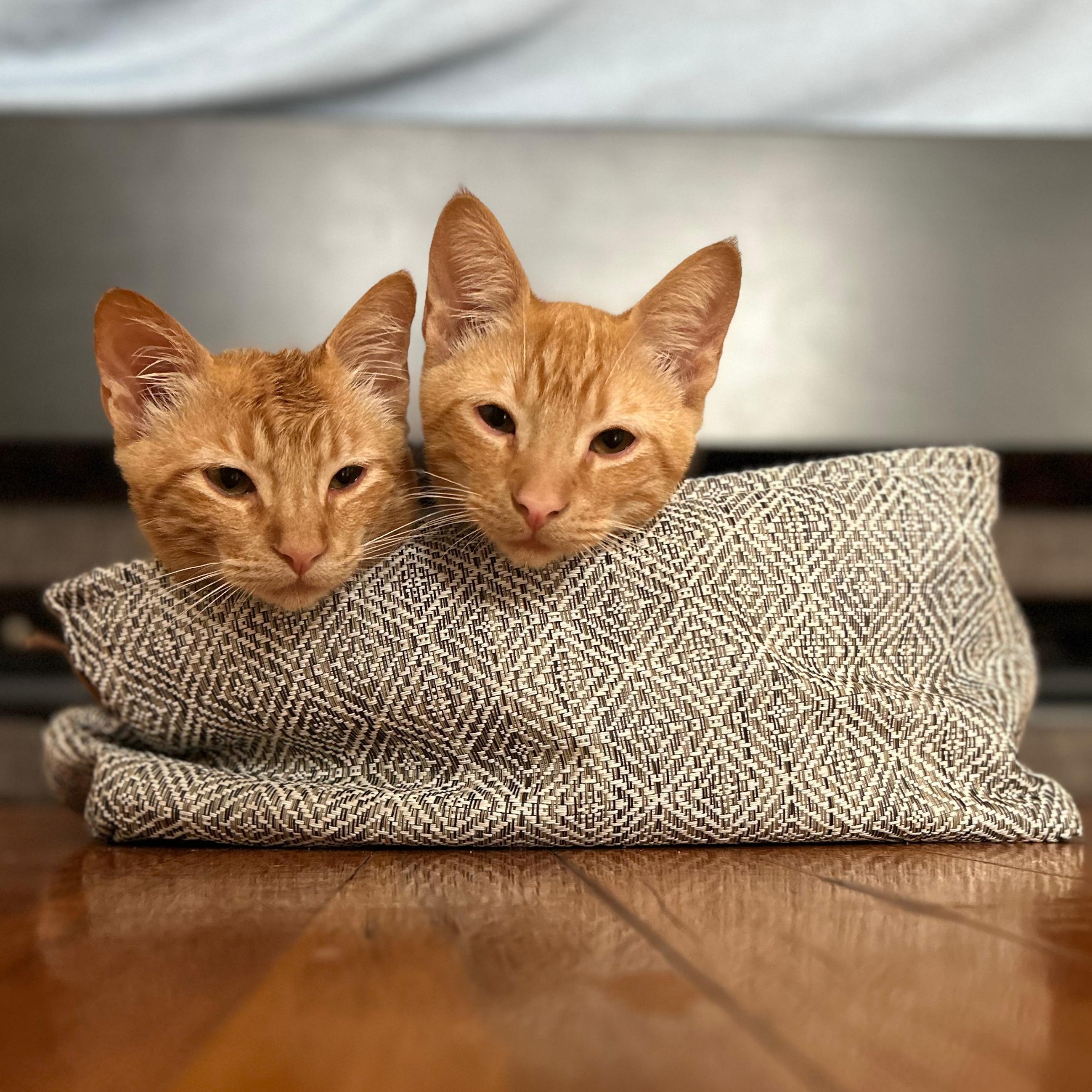 Cider and Flannel, Adoptable, Kitten Male Domestic Short Hair.