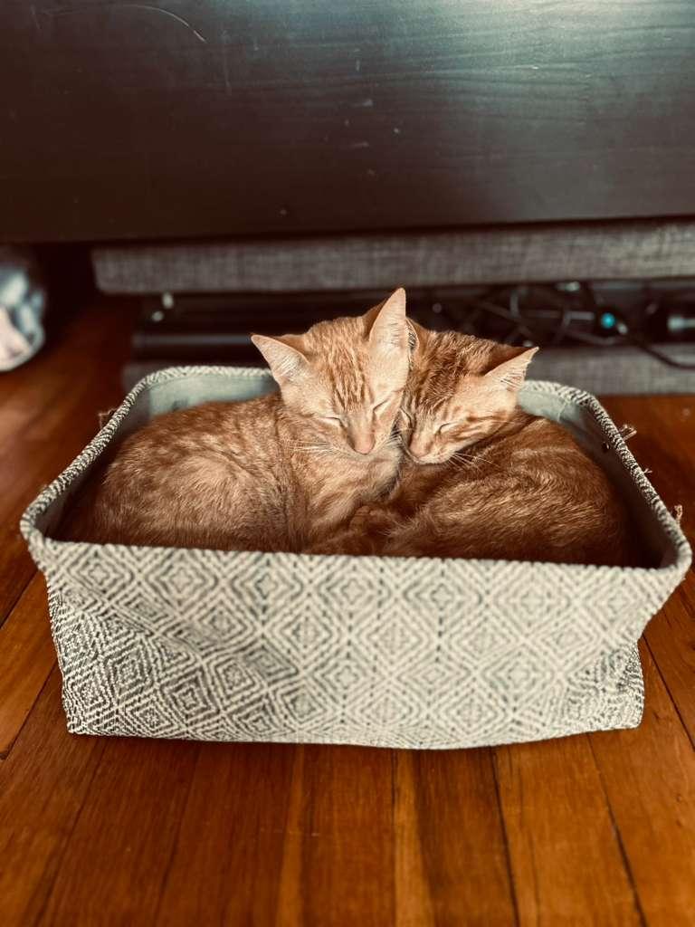 Cider and Flannel, a Adoptable Domestic Short Hair in New York, NY image 2/5