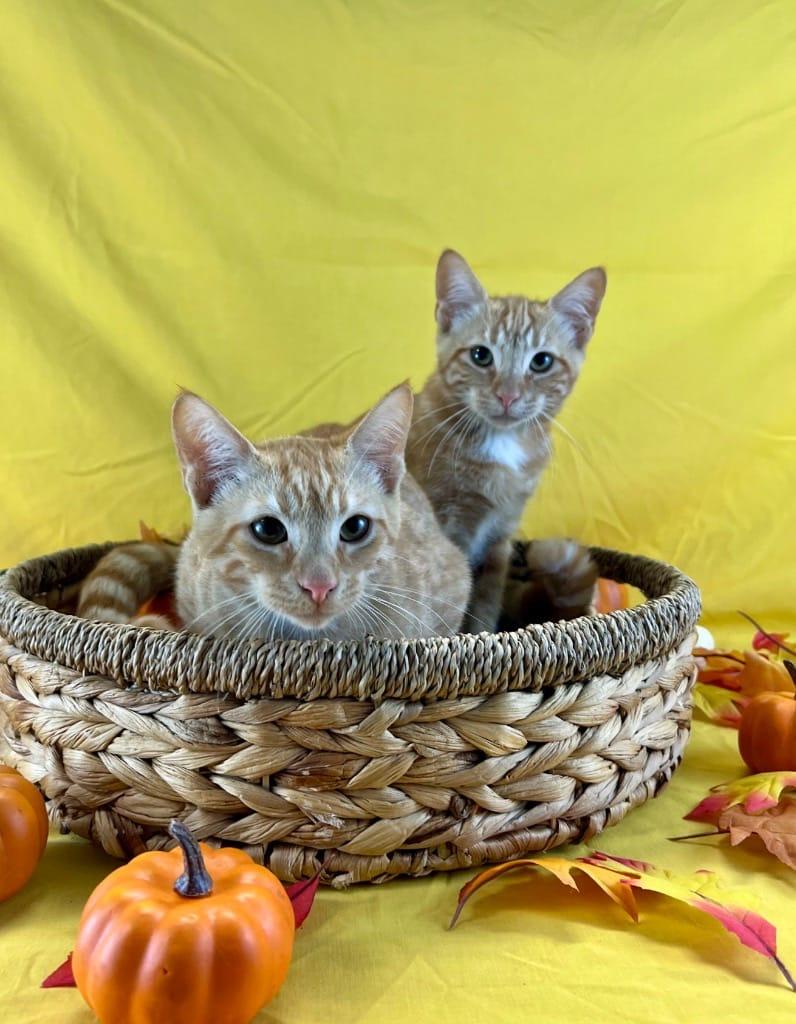 Cider and Flannel, a Adoptable Domestic Short Hair in New York, NY image 4/5