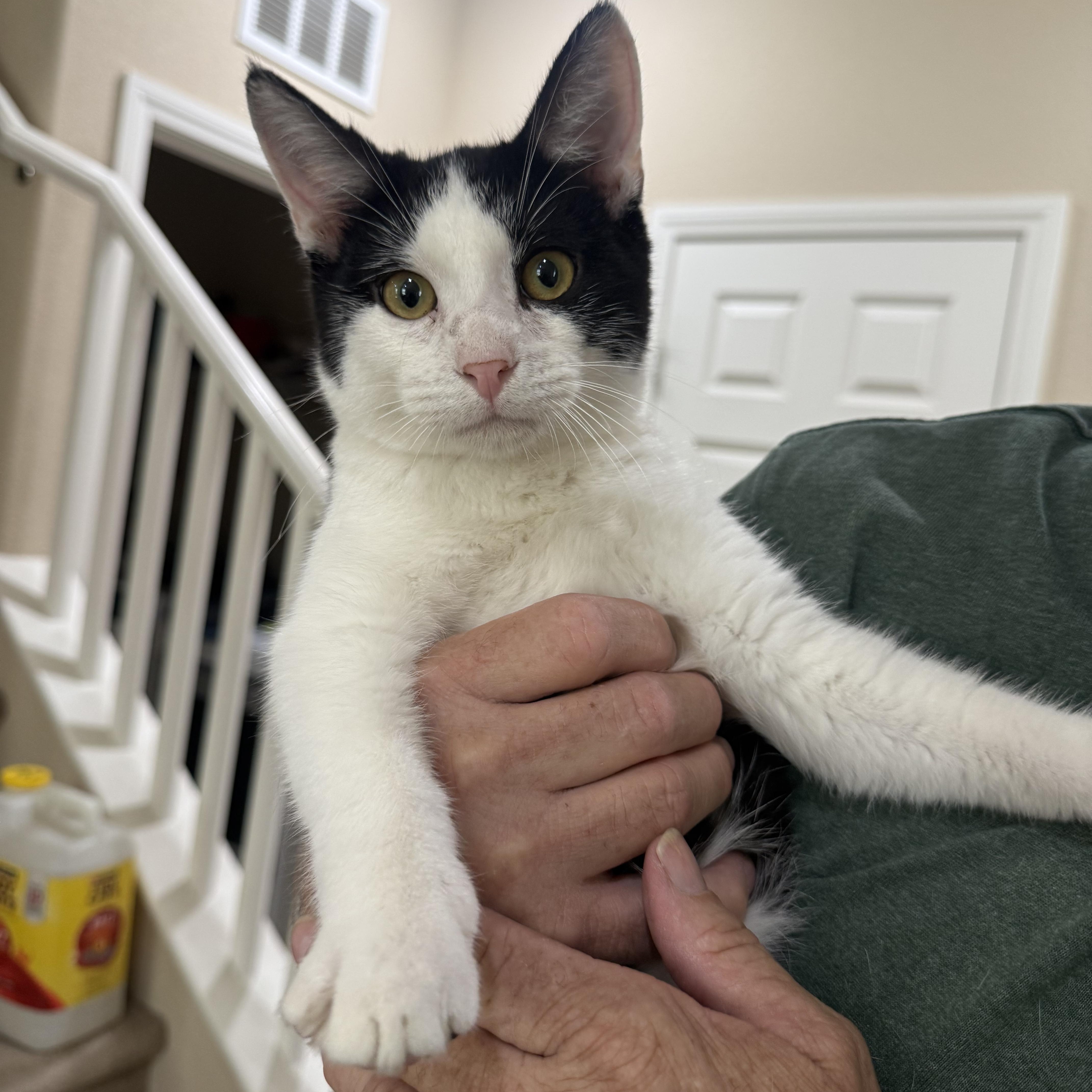 Enlarge Buttons, a ADOPTABLE Tuxedo in Las Vegas, NV image 1/1