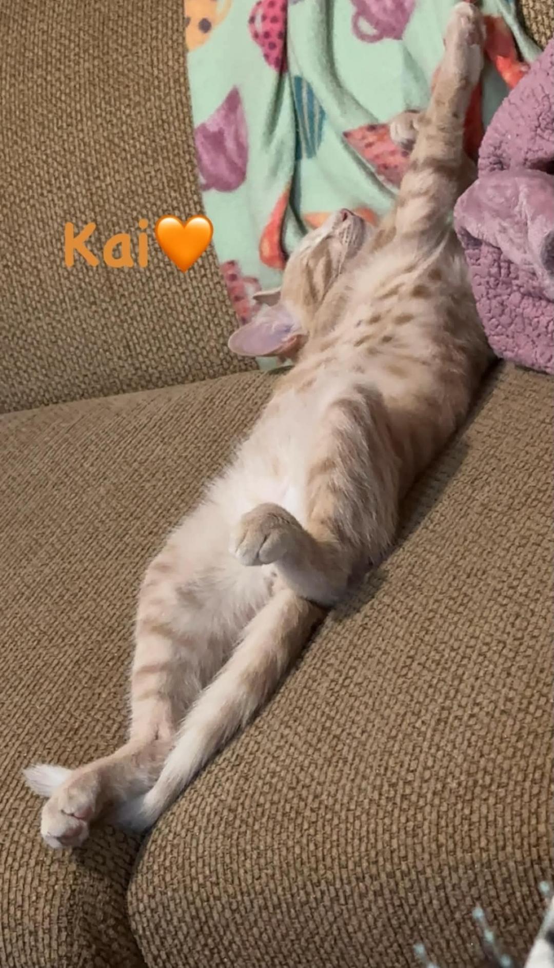 Kai, Adoptable, Kitten Male Domestic Short Hair.