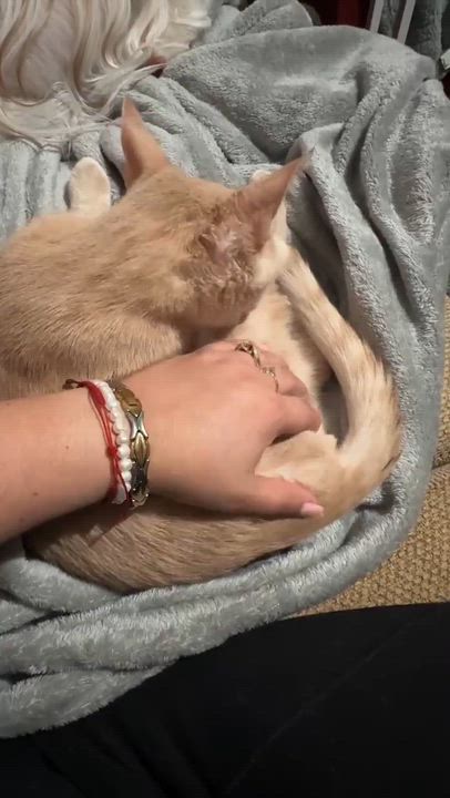 Enlarge Kai, a Adoptable Domestic Short Hair in Freemansburg, PA video 2/2
