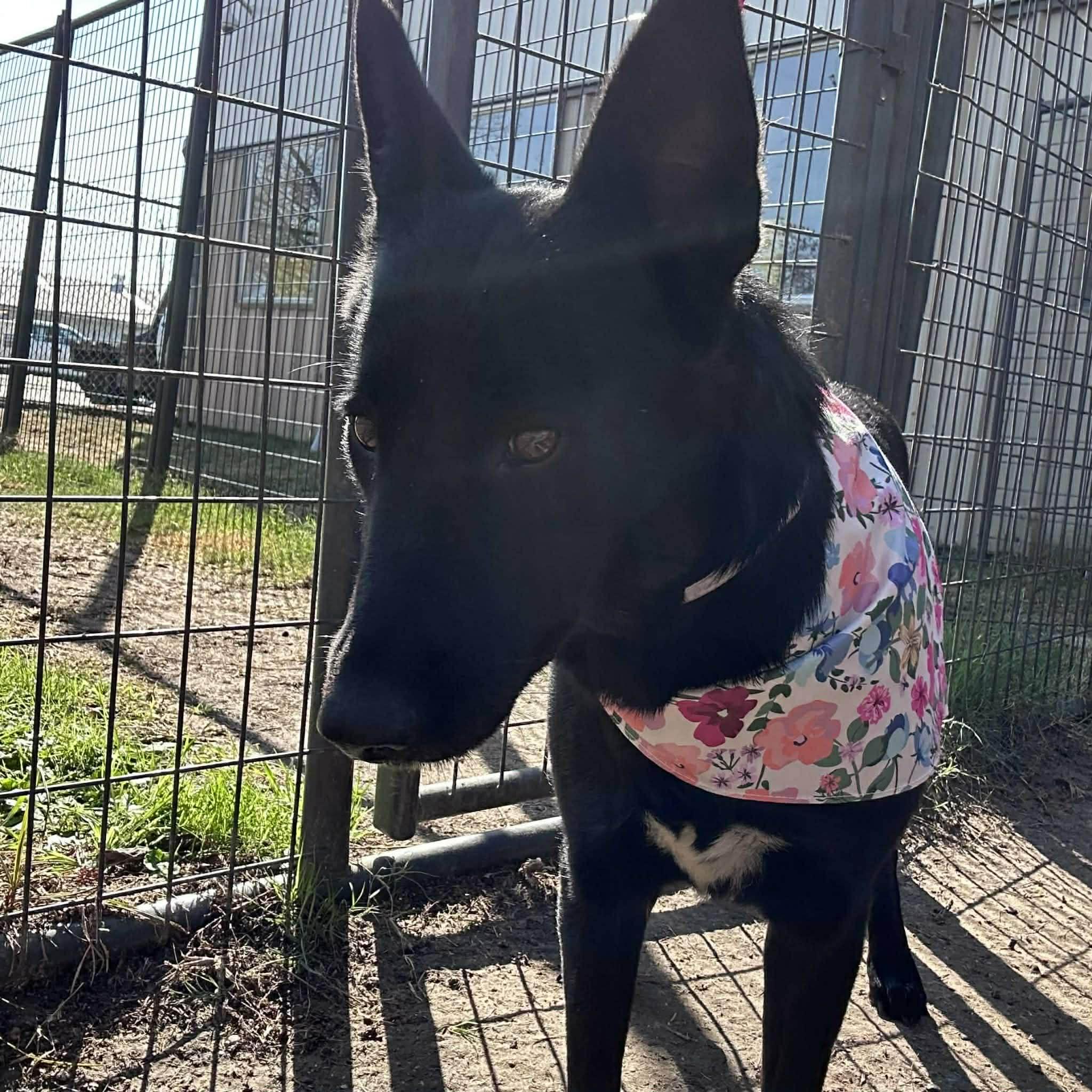 PAOLA GS — thumbnail 3