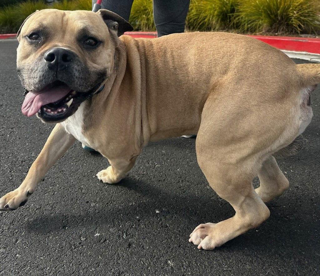 Meatball ID 50464, Adopted, Adult Male American Bulldog.