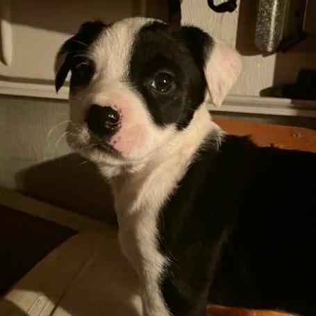 Enlarge Prancer, a Adopted mixed breed in Eastsound, WA image 1/2