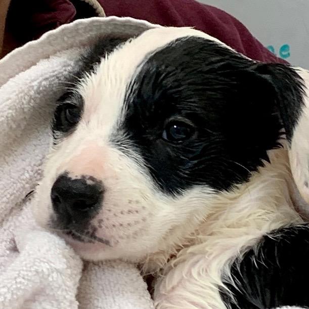 Enlarge Prancer, a Adopted mixed breed in Eastsound, WA image 2/2